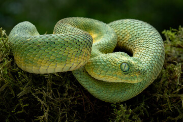 West African Bush Viper, or West African Leaf Viper (Atheris clorechis), are a gorgeous viper from Western Africa.
