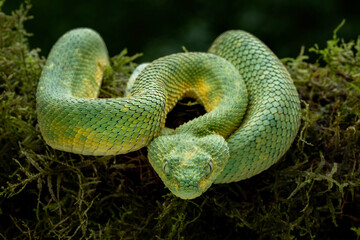 West African Bush Viper, or West African Leaf Viper (Atheris clorechis), are a gorgeous viper from Western Africa.