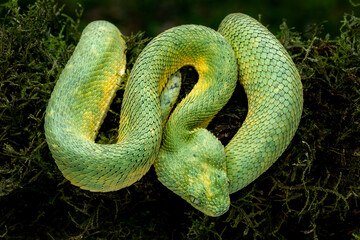 West African Bush Viper, or West African Leaf Viper (Atheris clorechis), are a gorgeous viper from Western Africa. - obrazy, fototapety, plakaty
