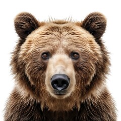 Obraz premium Bear Passport Photo