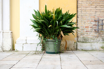 Still life composition with a plant growing in a pot outside against a yellow wall background.