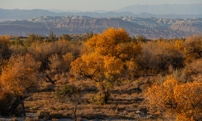 Fototapeta premium Picturesque turangas (trees from the poplar genus) on an autumn evening