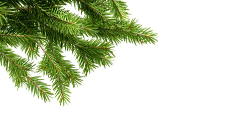 Obraz premium Pine branch isolated on white background