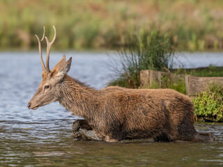 Red Deer in a Lake