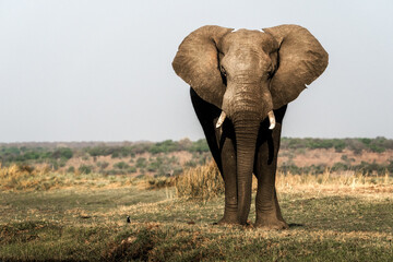 Fototapeta na wymiar African elepahant