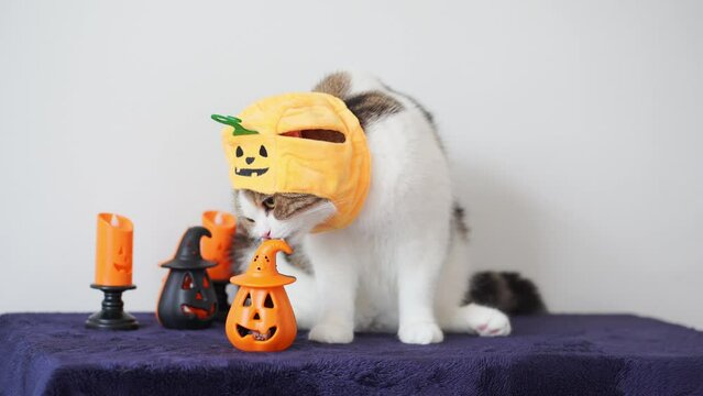 close up tabby scottish cat with wearing pumpkin cloth halloween concept