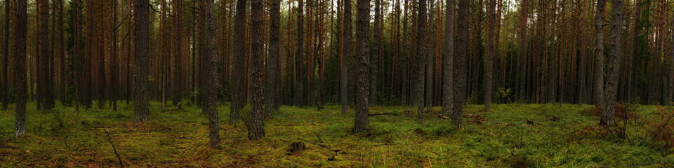 deep pine mossy forest with tall trees. widescreen panoramic side view