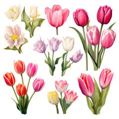 tulips on white tulip, flower, tulips, spring, bouquet, pink, flowers, nature, isolated, beauty, floral, blossom, 