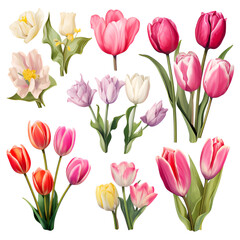 Fototapeta premium tulips on white tulip, flower, tulips, spring, bouquet, pink, flowers, nature, isolated, beauty, floral, blossom, 