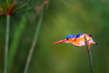 Malachite Kingfisher