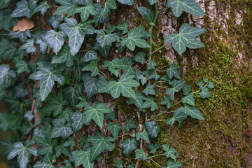 lush green ivy leaves. Green ivy leaves with white veins growing on a bush climbing on a tree....