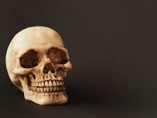 Obraz premium Human skull isolated on a dark background 