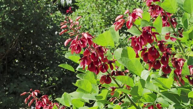 鮮やかな赤色のアメリカデイゴの花