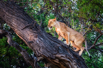 African Lion