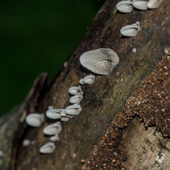Lenzite fungi growing on a branch. Multiple stages of growth and size. Concepts of biodiversity, life, and nature.