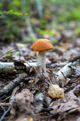 Single orange birch bolete (Leccinum versipelle) mushroom. in forest