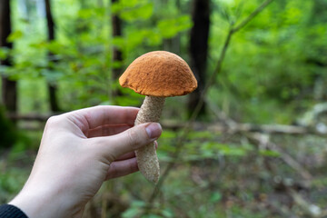 Hand holding orange birch bolete (Leccinum versipelle) mushroom. Forest background