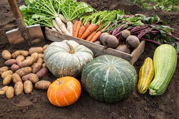 Harvesting different organic autumn vegetables harvest in garden. Fresh carrot, beetroot, pumpkin, daikon radish and potato on soil ground