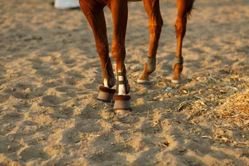 Foto op Canvas Woman rider jockey in helmet and white uniform preparing horse racing legs close up © primipil