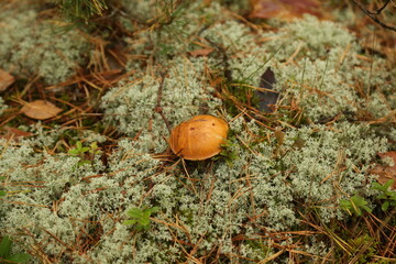 Mushroom in the forest on the grass in the moss