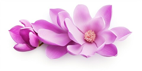 Purple magnolia flower, Magnolia felix isolated on white background, with clipping path :...