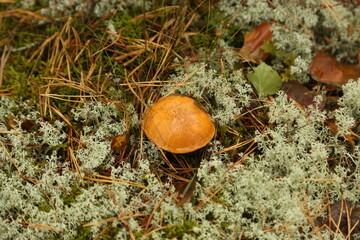 Mushroom in the forest on the grass in the moss