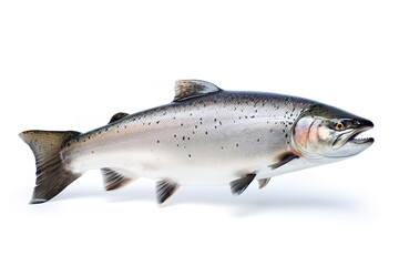 Obraz premium Atlantic salmon fish isolated on a white background.
