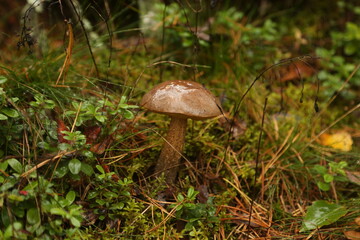 Mushroom in the forest on the grass in the moss