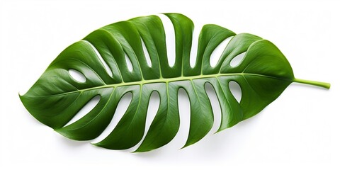 Monstera deliciosa leaf or Swiss cheese plant, isolated on white background, with clipping path : Generative AI - obrazy, fototapety, plakaty