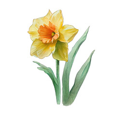 Watercolor Daffodil: Brushstrokes of Spring