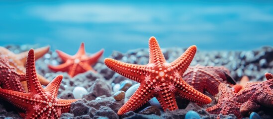 Star shaped echinoderms known as Asteroidea are sea stars or starfish With copyspace for text - Powered by Adobe