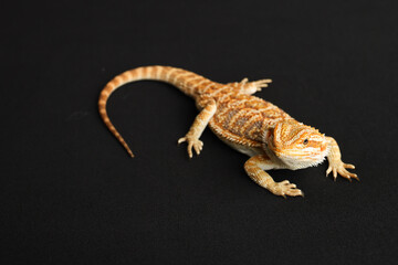 Naklejka premium Bearded dragon, pogona vitticeps, isolated on black background, Tiger Pattern Morphs. Professional studio macro photography on isolated black background