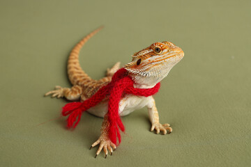 Bearded dragon, pogona vitticeps, isolated on green background, Tiger Pattern Morphs. Professional...