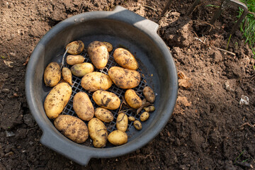 Freshly harvested potatoes in a colander covered in mud.
