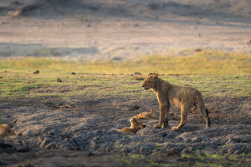 African lion