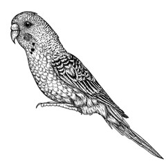Vector illustration of a budgie in engraving style