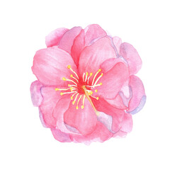 Hand-drawn watercolor illustration. Beautiful pink cherry blossom sakura flower for design work