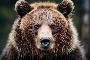Fototapeta premium Grizzly Bear in Alaskan wilderness. Ai Generative