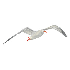 Seagull bird watercolor illustration. Hand drawn realistic gull sea, ocean marine avian image. Lesser black-backed gull illustration. Beautiful seagull element on white background