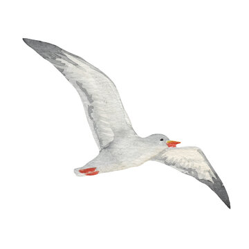 recommend clip art: Seagull bird watercolor illustration. Hand drawn realistic gull sea, ocean marine avian image. Lesser black-backed gull illustration. Beautiful seagull element on white background