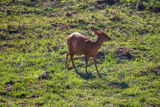 A red forest duiker in isimangaliso wetland park