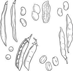 Beans and pods, peas set, illustration, line vector set