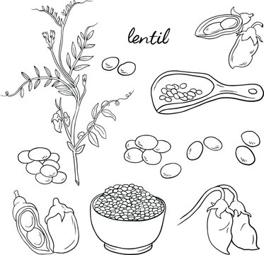 Lentil plant, Peas and pods, illustration, line vector set
