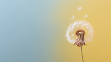 Close-up of a dandelion clock against a yellow blue gradient background with ample negative space for copy.