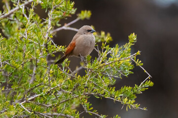 Bay winged Cowbird in Calden forest environment, La Pampa Province, Patagonia, Argentina.