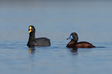  Lake Duck and coot Pampas Lagoon environment, La Pampa Province, Patagonia , Argentina.