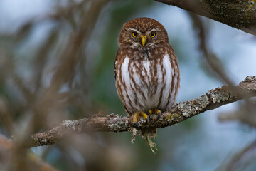 Ferruginous Pygmy owl, Glaucidium brasilianum, Calden forest, La Pampa Province, Patagonia, Argentina.