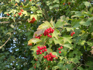 red viburnum in autumn