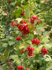 Obraz premium red viburnum in autumn