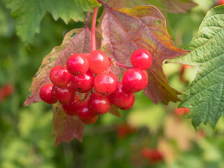 viburnum in autumn closeup